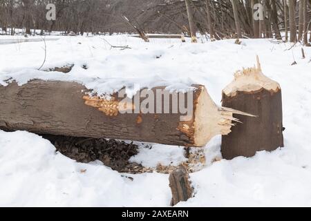 Albero di Cottonwood, masticato dal castoro americano (Castor canadensis), America del Nord Orientale, da Dominique Braud/Dembinsky Photo Assoc Foto Stock