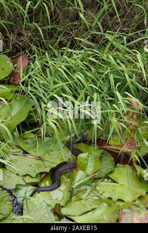 Florida Cottonmouth nuoto attraverso palude (Agkistrodon piscivorus), Florida, Stati Uniti, da Dembinsky Photo Assoc Foto Stock