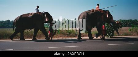 Elefanti che camminano su una strada, Nedumbassery, Kerala, India Foto Stock