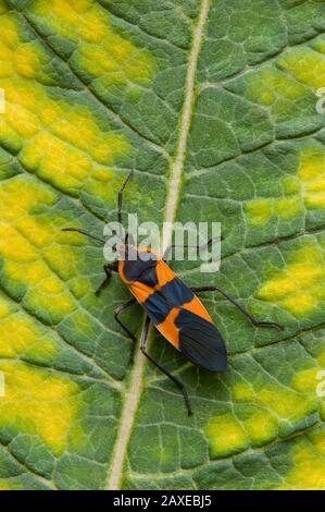 Milkweed Bug on Common Milkweed (Asclepias syriaca), e USA, di Skip Moody/Dembinsky Photo Assoc Foto Stock