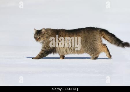 Granaio gatto che attraversa il campo Foto Stock