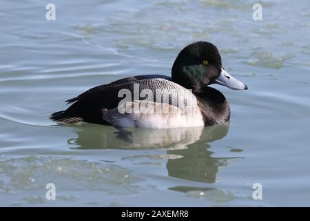 Grande anatra Scaup sul lago Foto Stock