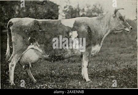 Il Journal of the Department of Agriculture, Victoria. Mandria di PrizeWinnings andHeavy Milk ^e Burro pro-ducing Ceppi * GIOVANI TORI E GIOVENCHE PER LA VENDITA.. MYSr?rRY VI. DI MELROSE. ISPEZIONE APPUNTAMENTO 3Y. Foto Stock