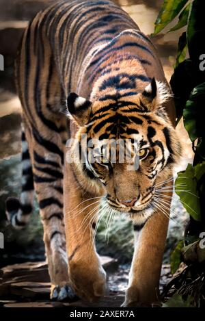 Ritratto di una fantastica tigre Sumatran Foto Stock