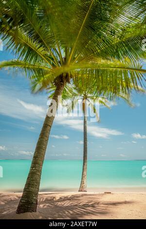 Palme contro un cielo blu e mare turchese nelle Maldive Foto Stock