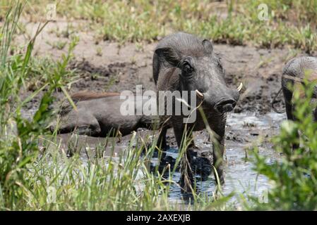 Warthog godendo il suo bagno di fango. Safari nel Parco Nazionale di Tarangire, Tanzania, Africa. Foto Stock