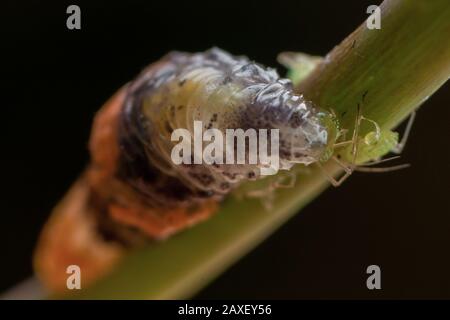 Larva di una mosca del hover che mangia un afid, un syrphidae che può usato come controllo di peste di insetto nei giardini Foto Stock