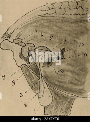 Studi sull'allevamento di cavalli; un trattato illustrato sulla scienza e la pratica dell'allevamento di cavalli. Illustrazioni di legno dell'effetto dell'aria e perfino di una luce ombreggiata. La figura 2 mostra gli spermatozoi circa 30 minuti dopo che sono stati scaricati dal stallone. La curvatura o la curva nelle code di tutti, è ascendenza della loro mobilità e vitalità. Figura 3 showsspermatozoi dalla stessa scarica circa sei ore dopo. Tutti mostrando con teste un senso (dall'altezza) è prova che la luce era dolorosa a loro.Come tutti sono diritti è prova movimento ha avuto circa cessed.Molto presto dopo la morte, loro misteriosi Foto Stock