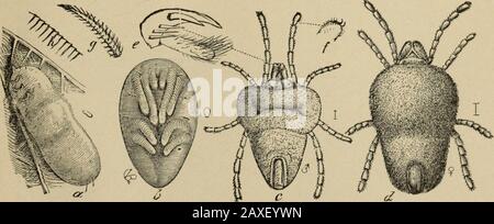 Relazione annuale dell'Associazione Frutticoltori dell'Ontario, 1896. Fig. 62. Trombidium locustarum.-a, femmina con la sua partita di uova; b, larva-naturale appena tratteggiata indicata dal punto all'interno del cerchio a destra; c, uovo; d, e, ovuli vacati (postRiley). Fig. 63.-Trombidium locustarum. a, larva matura quando si sta per lasciare l'ala di una locusta;b, pupa; c, adulto maschile quando si è appena dal pupa; d, femmina-le dimensioni naturali indicate a destra; e, artiglio palpico e pollice; f, artigli del pedale; g, uno dei peli spinato; H, le striature sulla pelle larvale (dopo Riley). (Vedere pagina 61.) Foto Stock