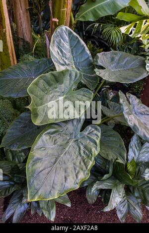 Grandi foglie di Philodendron Gloriosum nel Giant Houseplant Takeover, un evento tenuto nel Glasshouse a RHS Gardens, Wisley, Surrey, UK Foto Stock