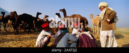 Gruppo di persone di fronte a cammelli, Pushkar Camel Fair, Pushkar, Rajasthan, India Foto Stock