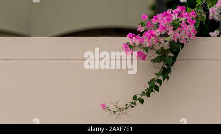 Bougainvillea in fiore appeso su muro di cemento in Thailandia Foto Stock