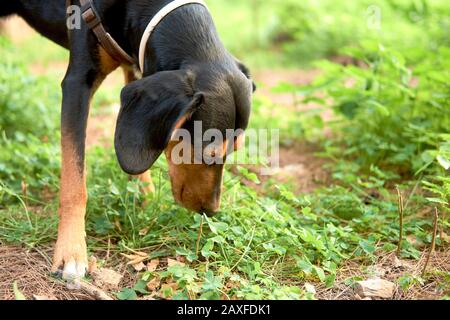 Closeup di un cane nero austriaco e marrone chiaro mangiare l'erba da terra Foto Stock