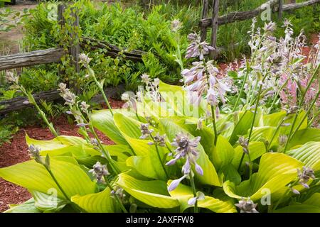Primo piano di Hosta 'City Lights' foglie di pianta e fiori in giardino privato nel cortile d'estate Foto Stock