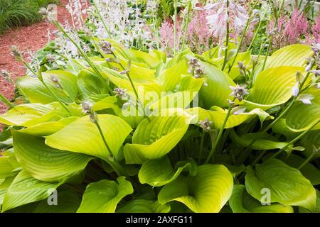 Primo piano di Hosta 'City Lights' foglie di pianta e fiori in giardino privato nel cortile d'estate Foto Stock