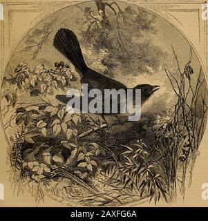 Agricolo americano, per l'azienda agricola, giardino e famiglia . onby mail o altro. PRnCIPAL MAGAZZINI FAIRBANKS & CO.. 252 Broadway, New York.FAIRBANKS, BROTVN& CO., Stati Uniti Milk-st., Boston. Mass.FAIRBANKS, GKEENLEAF & CO., 22G & 821 Lake-Street.[Chicago. 111.FAIRBANKS. Morse & CO., 225 Noce st.. Cincinnati, O.FAIRBANKS & EWING, Masonic Hall, Philadelphia, Pa. AMERICAN AGROTURIST Farm, Grarden, a,nd Household. Agricoltura 18 LA PIÙ SANA, PIÙ UTILE, AN1&gt; LA PIÙ NOBILE OCCUPAZIONE DELL'UOMO.-Washi»°tox. Oraiwge jtjdd & co., ) FONDATA NEL 1842. (™ 1-SO PER ANN. In anticipo Foto Stock