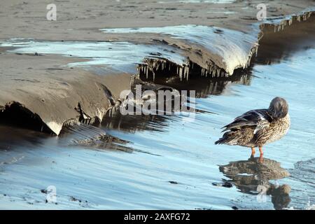Anatre Mallard al lago Foto Stock