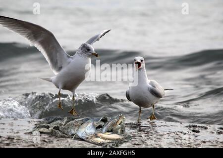 Due gabbiani che combattono contro la carcassa di salmone Foto Stock