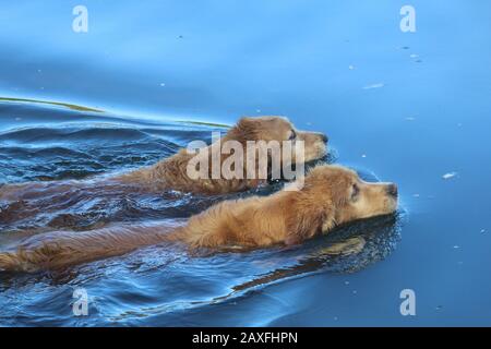 Due Golden Retrievers Nuoto Foto Stock