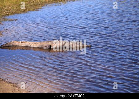 L'alligatore americano ha anche chiamato Alligator missisippiensis basks al bordo di una banca del fiume nel Myakka state Park a Sarasota, Florida Foto Stock