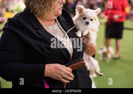 New York City, USA - 10 febbraio 2020: Cappotto lungo Chihuahua con handler, il 144th Westminster Kennel Club Dog Show, Pier 94, New York City Foto Stock