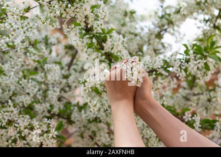 primo piano giovane donna mano tocca fiore mela albero con fiori in un giardino, Foto Stock