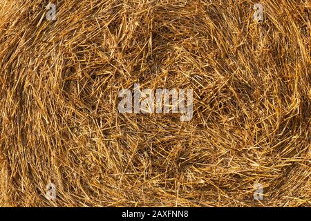 primo piano di una pila di paglia attorcigliata. Texture per i tuoi progetti Foto Stock