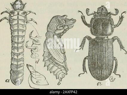 Ontario Sessional Papers, 1898-99, No. Fig. 29. Fig. 30. 4. Fare di questo studio naturale la base delle lezioni di composizione, e colloqui informali, ^heregood inglese forma e stile deve essere insistito su. Un bambino pieno di entusiasmo per asubject non può aiutare ma parlare, e scrivere anche, se richiesto per farlo. Lasciate che i temi astratti e stranieri da soli fino a quando la sua lettura è diventato più ampio e la sua mente più pienamente sviluppato 57 62 Victoria. Carte Di Sessional (N. 23). A. 189€. Fig. 31, grub, pupa e coleottero (Passalus Cornutus), espressione logica delle sequenzenello sviluppo della vita degli insetti, se ripetutedfrequen Foto Stock