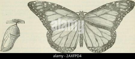 Ontario Sessional Papers, 1898-99, No. Fig. 28. 3. Incoraggiare lo studio delle storie di vita, perché dopo tutto questa parte è la più importantin* ogni rispetto. Le meravigliose trasformazioni dovrebbero suscitare una curiosità intensa, e precisione quanto alle osservazioni forma uno dei più preziosi corsi di formazione da ottenere in qualsiasi dipartimento della scienza. (Vedere Le Figure 27-32). Fig. 27, il bruco; fig. 2S, il bruco che cambia in un crisalis ; fig. 29, il crisalis; fig. 30,la farfalla perfetta.. Fig. 29. Fig. 30. 4. Fare di questo studio della natura la base delle lezioni di composizione e dei colloqui informali, Foto Stock