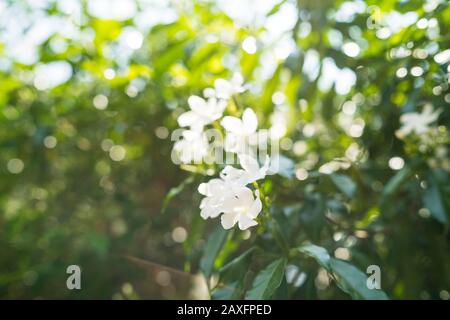 Gardenia jasminoides in giardino Foto Stock