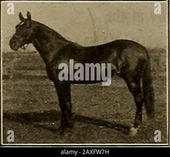 Allevatore e sportivo. Indirizzo. F. H. HOLLOWAY, HEMET. Cal. Stella Puntatore 1:59 MONDI CHAMPIONRACE CAVALLO!. Record mondiale realizzato in 1S97. Il cavallo da corsa più veloce, più gamest e più mostcoerente nella storia del turf. Registrazione Trotting Xo.30483: Pacing Xo. 0414. Sire Of Morning Star 2 :04% (Mat. Wagon2:03), Joe Pointer 2:05%. Alice Pointer 2:05%. Titolare dei mondi più veloce tre caldatori per un pacer verde nel 1907. SidneyPointer 2:07%, Ding Pointer 2:07%, Schley Pointer 2:08% byBrown Hal 2:V2}2. Sire di 11 con record di 2:10 e Better.Dam Sweepstes, diga Di Hal Pointer 2:04. Elastico Pointer2:06%. Ecc. e. Foto Stock