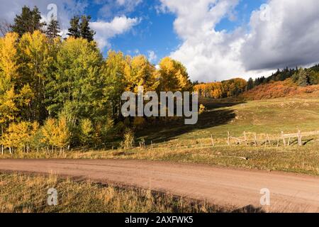 Una strada di servizio forestale porta i visitatori attraverso la foresta nazionale di San Juan all'inizio dell'autunno, a nord di Pagosa Springs Colorado. Foto Stock