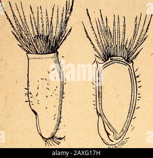 Testo della botanica strutturale e fisiologica . 154 Botanica fisiologica e Structural, Rose contiene diversi acheni. Il frutto dell'olmo, della cenere, dell'acero, del &c. (Fig. 319, pag. 151), nota come sainara, è un achene [o schizocarp] con appendici o ali di membra- jj nous [che ne consentono il trasporto da parte del vento attraverso l'aria].^ IL SEME. Il seme o ovulo maturo è l'organo per mezzo del quale le piante superiori sono principalmente propa- . , , r 2fated. È collegato con - Achene o cypsela oi ^ Cenkturea Cya7tns, intero ^nd tagliato placeuta o parte del interno attraverso longitudinalmente (magninato). . Foto Stock