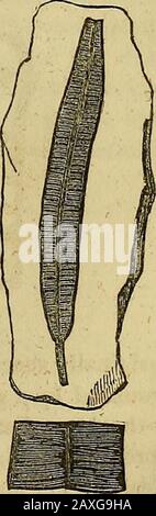 Il disegno grafico-libro pittorico della Pennsylvania : o, il relativo scenario, miglioramenti interni, risorse e agricoltura, popolarmente descritto . del periodo carbonifero, whicherey alberi alti, molto sorpassando in altezza e mag-nificence, persino i loro congeneri tropicali del presente giorno. Dal loro numero e varietà, offrono alcuni dei resti fossili più interessanti che il regno vegetale ha prodotto. Le loro foglie sono generalmente eleganti, e mostrano una grande varietà di forme e diversità di venazione; da questi caratteri le distinzioni generiche e specifiche della famiglia sono tenute. Sono di Foto Stock