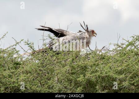 Molto umido Segretario uccello, Ngorongoro Crater. Foto Stock