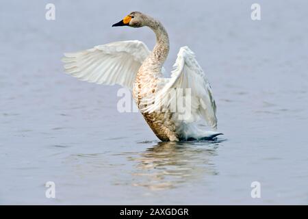 Whooper Swan (Cygnus cygnus) ala Stretch a Wuxing Farm, Wuxing Nanchang, Poyang Lake Basin, Cina centro-orientale Foto Stock