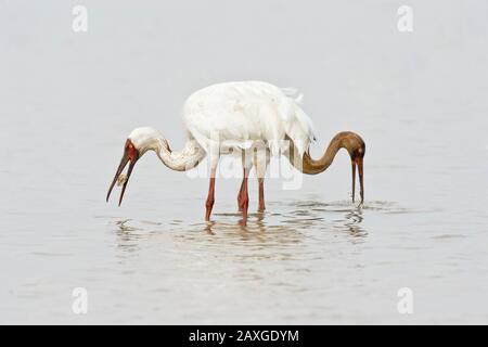 Gru siberiane adulti e giovanili (Leucogeranus leucogeranus) che si nutrono a Wuxing Nanchang nel bacino del lago di Poyang, nella Cina centro-orientale Foto Stock