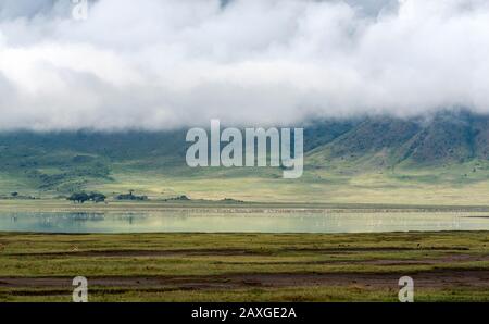 Il paesaggio della splendida area protetta del cratere Ngorongoro, patrimonio dell'umanità. Foto Stock