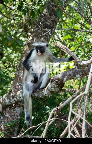 Scimmia Colobus rossa che riposa nell'albero Foto Stock