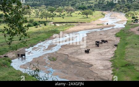 Mandria di elefanti sulle rive del fiume del Parco Nazionale di Tarangire Foto Stock