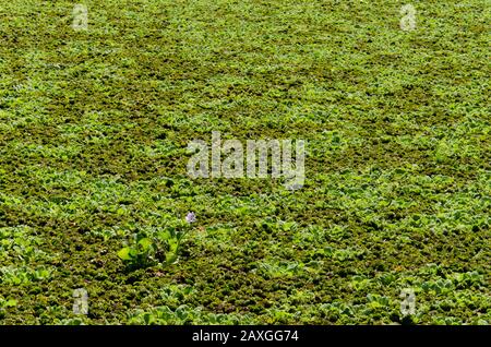 Superficie lagunare completamente coperta da piante acquatiche, una delle quali fiorita, riserva ecologica di Vicente Lopez, Buenos Aires, Argentina. Felci d'acqua, a Foto Stock