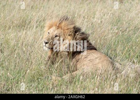 Bel Leone maschio nelle praterie del Serengeti Foto Stock