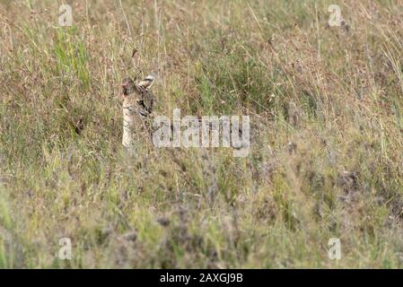 Gatto Serval alla caccia nel Parco Nazionale Serengeti Foto Stock