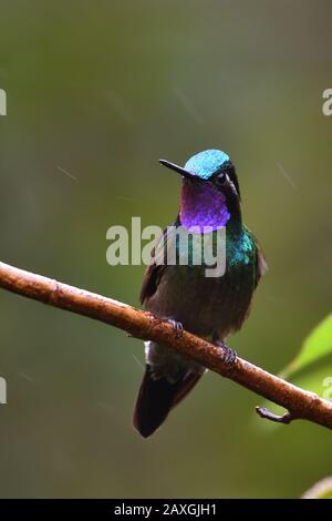 Colibrì di montagna-gemma purpurpurea in foresta di nubi del Costa Rica Foto Stock