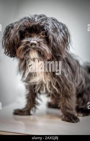 Un simpatico cane nero Bolonka Svetna guarda direttamente nella fotocamera Foto Stock