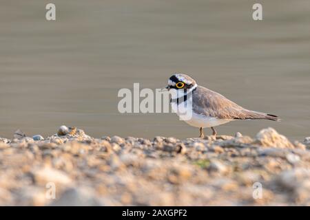 Piccola Plover Girovanata che si aggirava intorno alla zona umida trovando cibo dal suolo Foto Stock