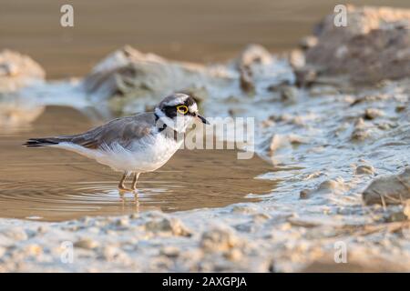 Piccola Plover Girovanata che si aggirava intorno alla zona umida trovando cibo dal suolo Foto Stock