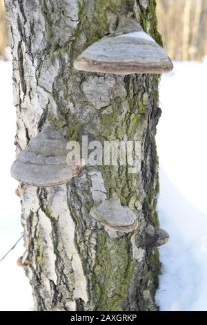 Fungo di tinder su un tronco di betulla. Primo piano Foto Stock