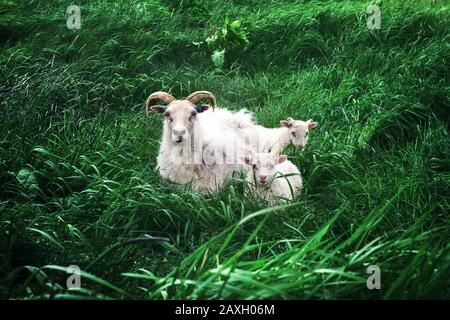 Famiglia di pecore sul prato verde erba in Islanda, Europa Foto Stock