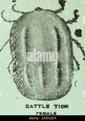 Notizie agricole . LA NOTIZIA AGRICOLA. Storia opCoopers Allevamento Di Bestiame PER LA DISTRUZIONE DI ZECCHE. Coopers Catde Dip è il risultato di 5 anni di lavoro continuo di ricerca, non solo da parte di chimici che lavorano in ?Laboratory, ma da Cattlemen Pratico che lavora in condizioni pratiche in aree gravemente infestate da Tick. E 'wa» nel 1905 che la nostra ricerca per Il Perfetto Bagno Di Bestiame è iniziato, e il metodo che abbiamo adottato è stato quello di acquistare, puramente a scopo sperimentale, una grande fattoria proprio nel cuore della Tick-infestato zona costiera del Sud Africa. Questa fattoria b chiamato Gonubie Park, Ed è vicino a East London Foto Stock